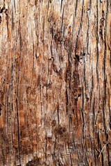 表皮のテクスチャ／背景用素材として使用できる写真です。樹齢350～500年の大きな杉の木の表皮を撮影した写真です。