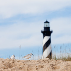 Shore birds and Cape Hatteras Lighthouse NC US