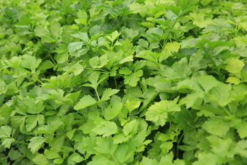 green celery plant in growth at vegetable garden