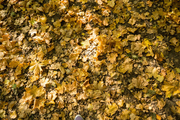 Autumn Leaves on the Ground