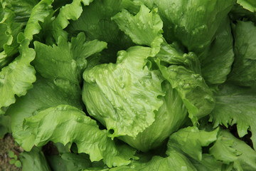 green lettuce crops in growth at vegetable garden