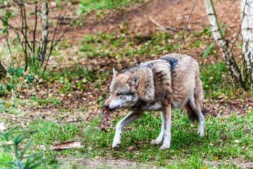 Obraz premium wolf