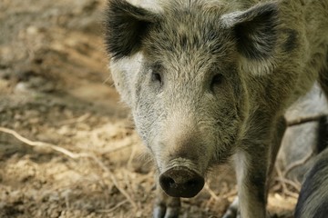 Pig's face