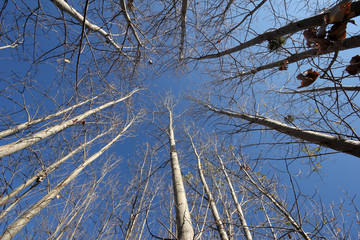 Poplar trees 