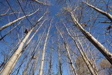 Poplar trees 