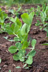green peas in the vegetable garden