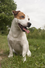 Jack Russell