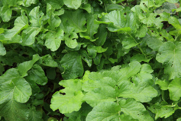 green raddish plants in growth at vegetable garden