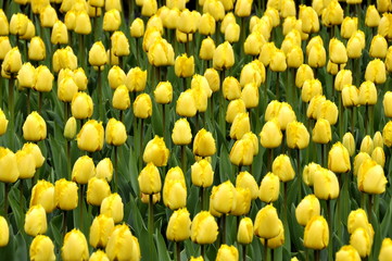 Group of yellow tulips in a garden