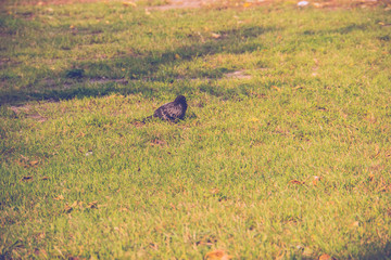 Background of a Green Grass Retro