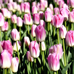 Group of pink tulips in a park