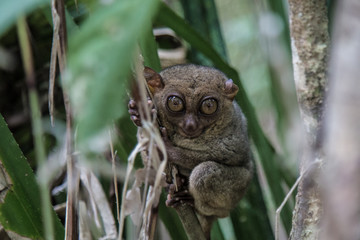 A smiling tarsier