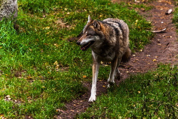 Obraz premium wolf