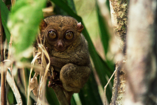 Small tarsier staring