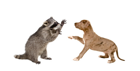 Playful raccoon and a pit bull puppy