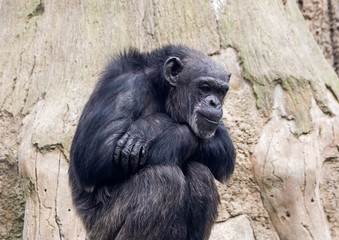 Sitting monkey chimp in a zoo on  background of wood