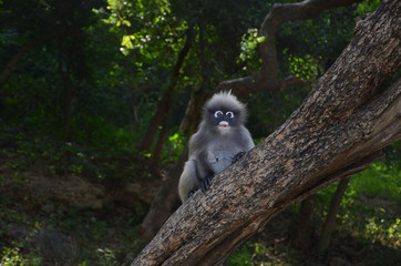 Dusky leaf monkey