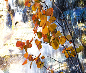 Fototapeta na wymiar Branch with autumn leaves against a waterfall