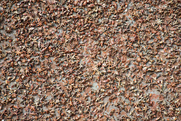 anise organic wall texture background