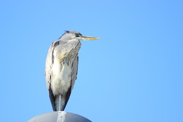 Grey Heron 