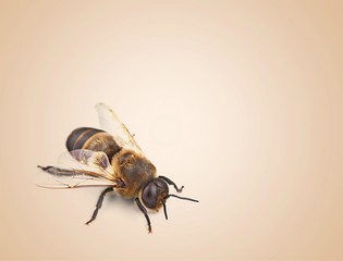 Bee.