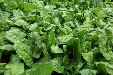 sliverbeet grow in vegetable garden