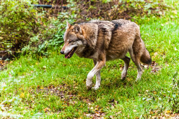 Fototapeta premium wolf