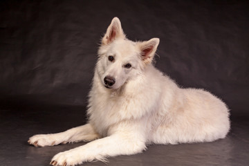 Obraz premium Weißer Schäferhund im Studio