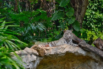 White tiger.
White Bengal tiger in the Dunsit zoo at Bangkok,Thailand.
