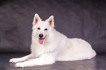 Weißer Schäferhund im Studio