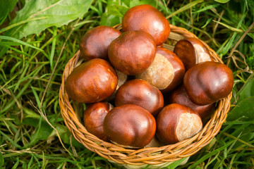 Fresh Chestnuts on Grass