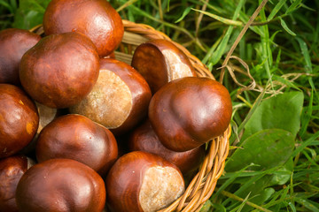 Fresh Chestnuts on Grass