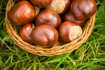 Fresh Chestnuts on Grass
