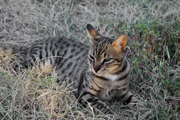 Naklejka na ściany i meble lying in the grass gray tabby cat close up