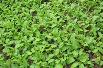 green raddish plants in growth at vegetable garden