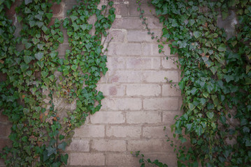 Brick wall with ivy