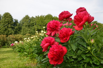 Red big peony flowers