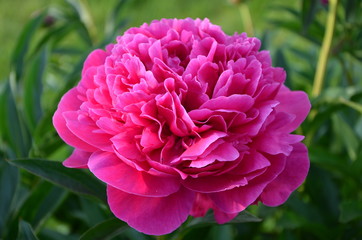 Pink peony flower in the garden 