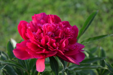 Red peony flower 