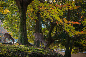 東大寺の鹿