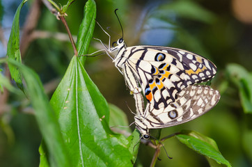 Obraz na płótnie Canvas breeding butterfly/breeding butterfly on nature background