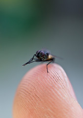 macro fly