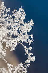 The plant is covered with thick snowflakes. The frozen fog 