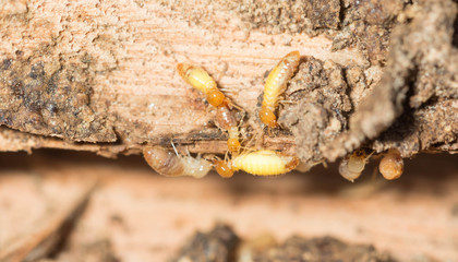 termite nests