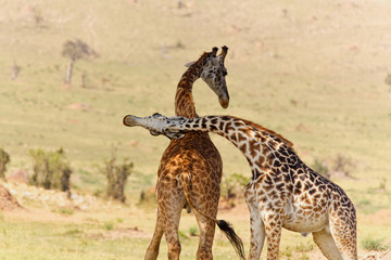 Giraffenpaar