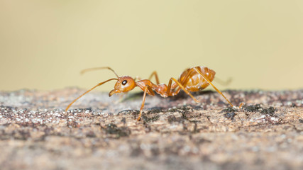 Ant walking