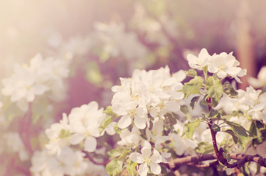 spring blossom © photolink