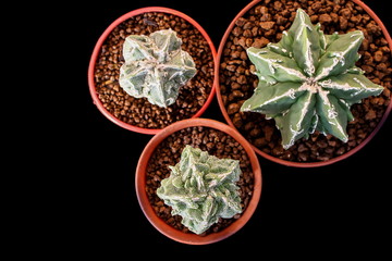 Star Cactus (Astrophytum Myriostigma cv. Fukuryu)