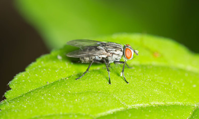 flies