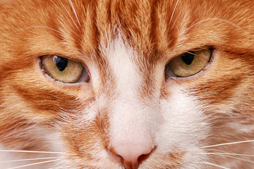 Portrait of red and white haired cat .